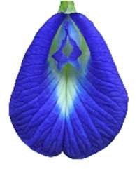 Butterfly Pea, the raw material behind MBPL's Blue natural dye