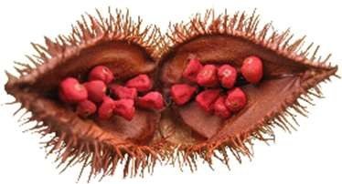 Annatto, the raw material behind MBPL's Gold natural dye