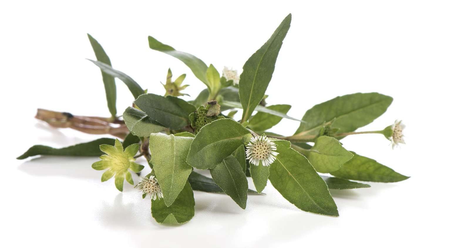 Bhringraj, the raw material behind MBPL's Green natural dye