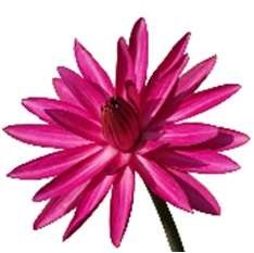 Pink Water Lily, the raw material behind MBPL's Pink natural dye