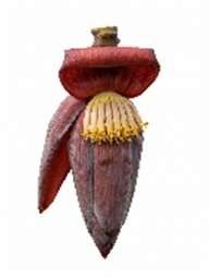 Red Banana, the raw material behind MBPL's Purple natural dye